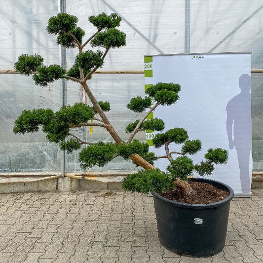 Bonsai Pinus mugo 'March' 18 Jahre Co. 2