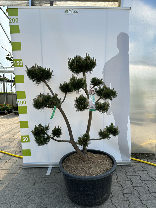Bonsai Pinus mugo 'March' 12 Jahre Co.65