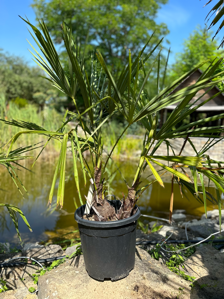Chamaerops excelsa + tronchi fn 15-20 c