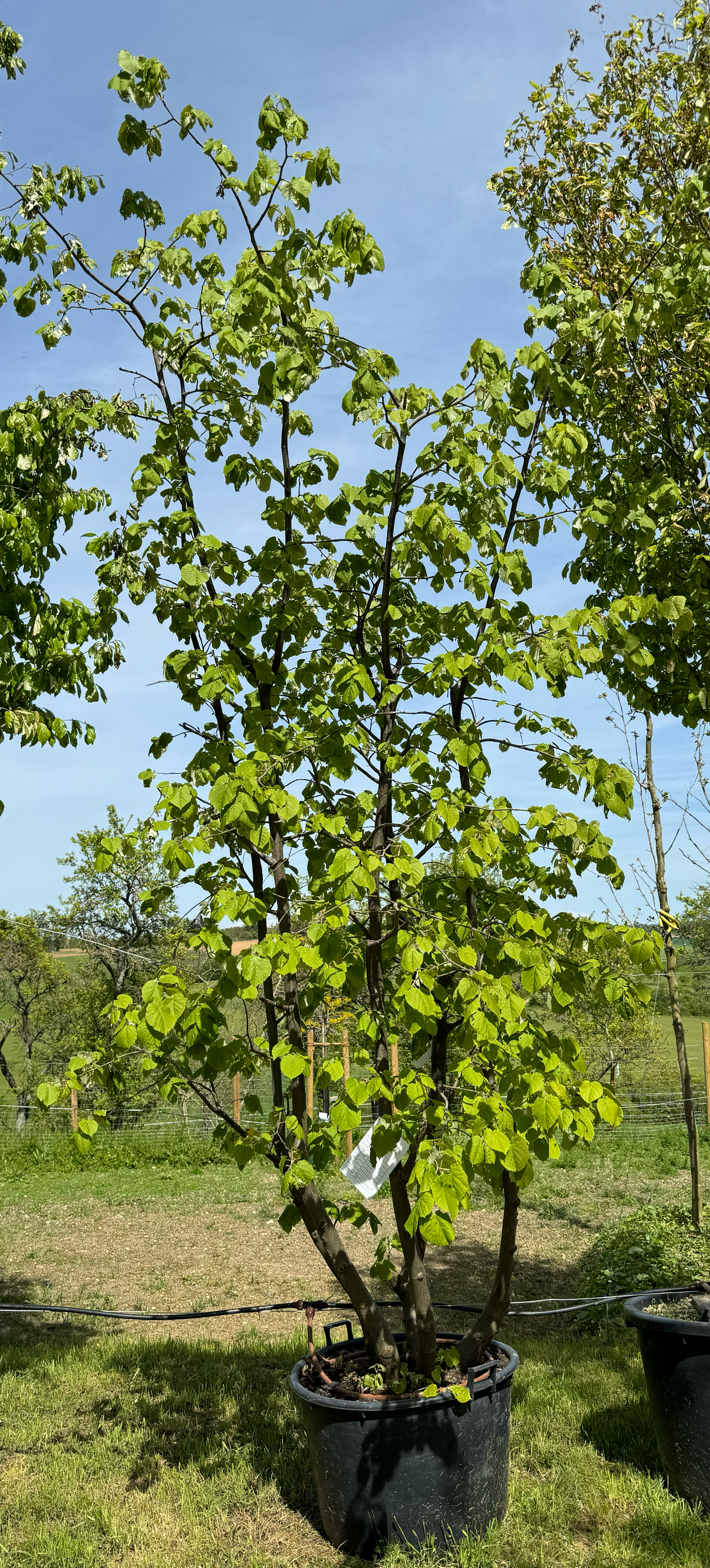 TILIA TOMENTOSA mehrstämmig