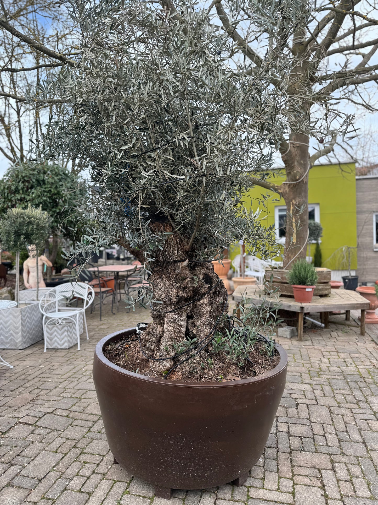 OLIVE TREE MALLA / WIRE 175/200 CM 1