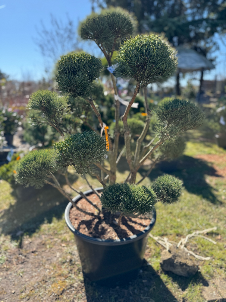 Pinus sylvestris 'Watereri' Bonsai