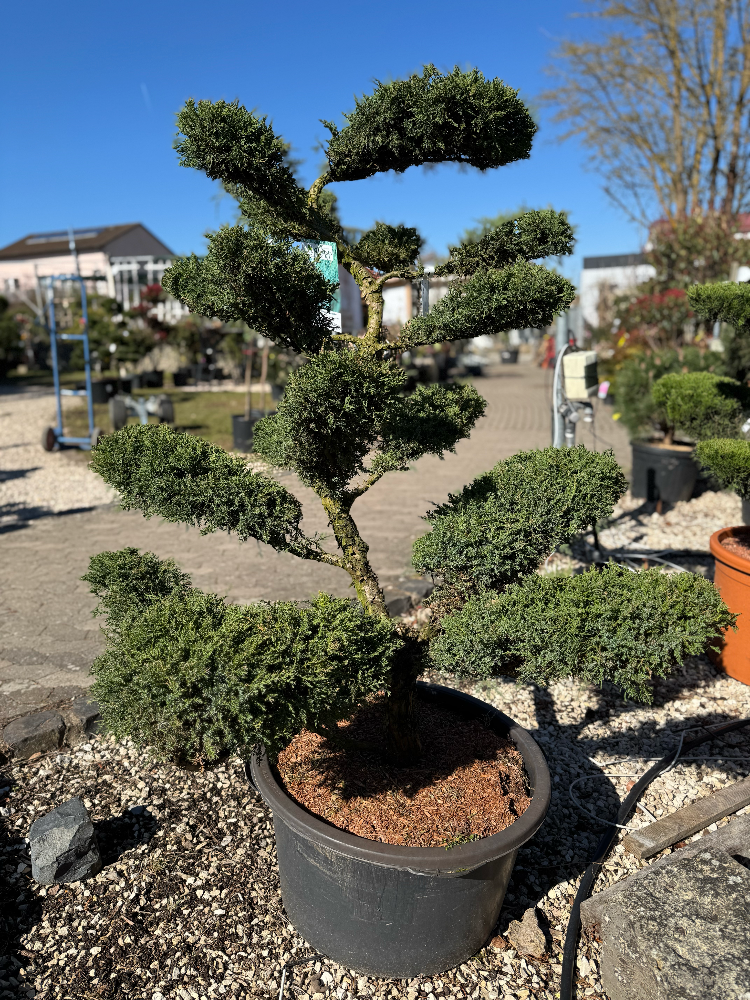 Juniperus media 'Pfitzeriana Glauca' Bonsai