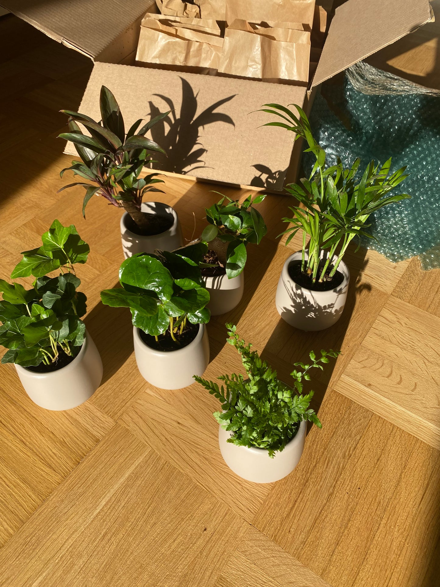 6er Set Minipflanze mit Übertöpfen taupe