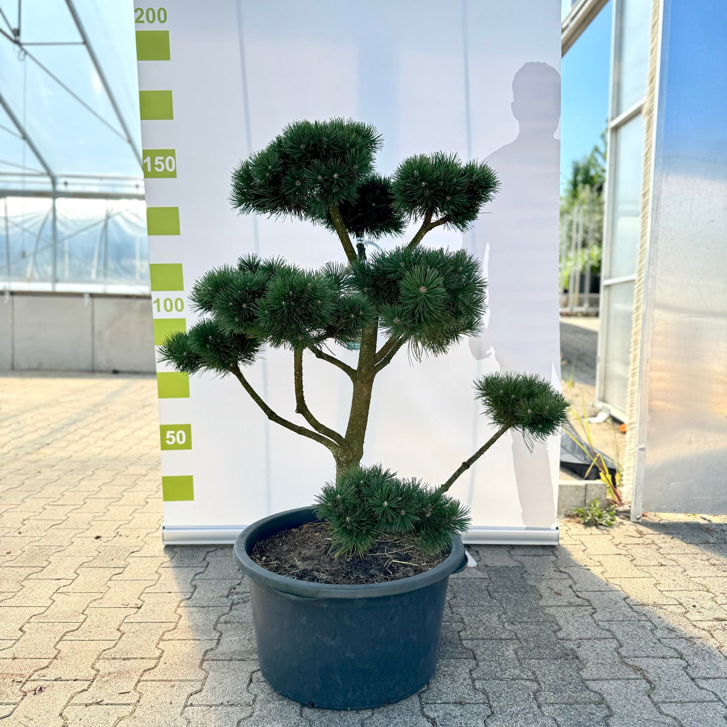 Bonsai Pinus uncinata 'La Cabana' Co. 65L