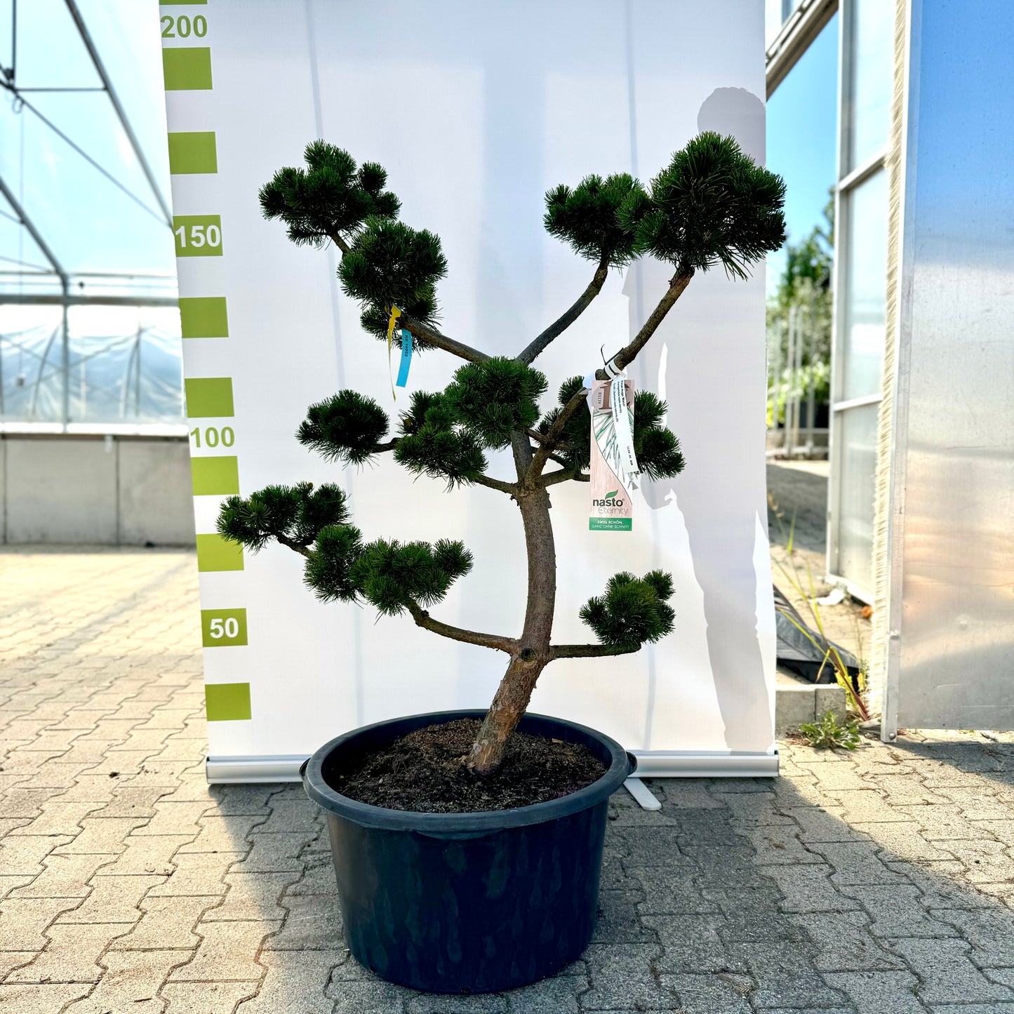Bonsai Pinus mugo 'March' 12 Jahre Co.65L