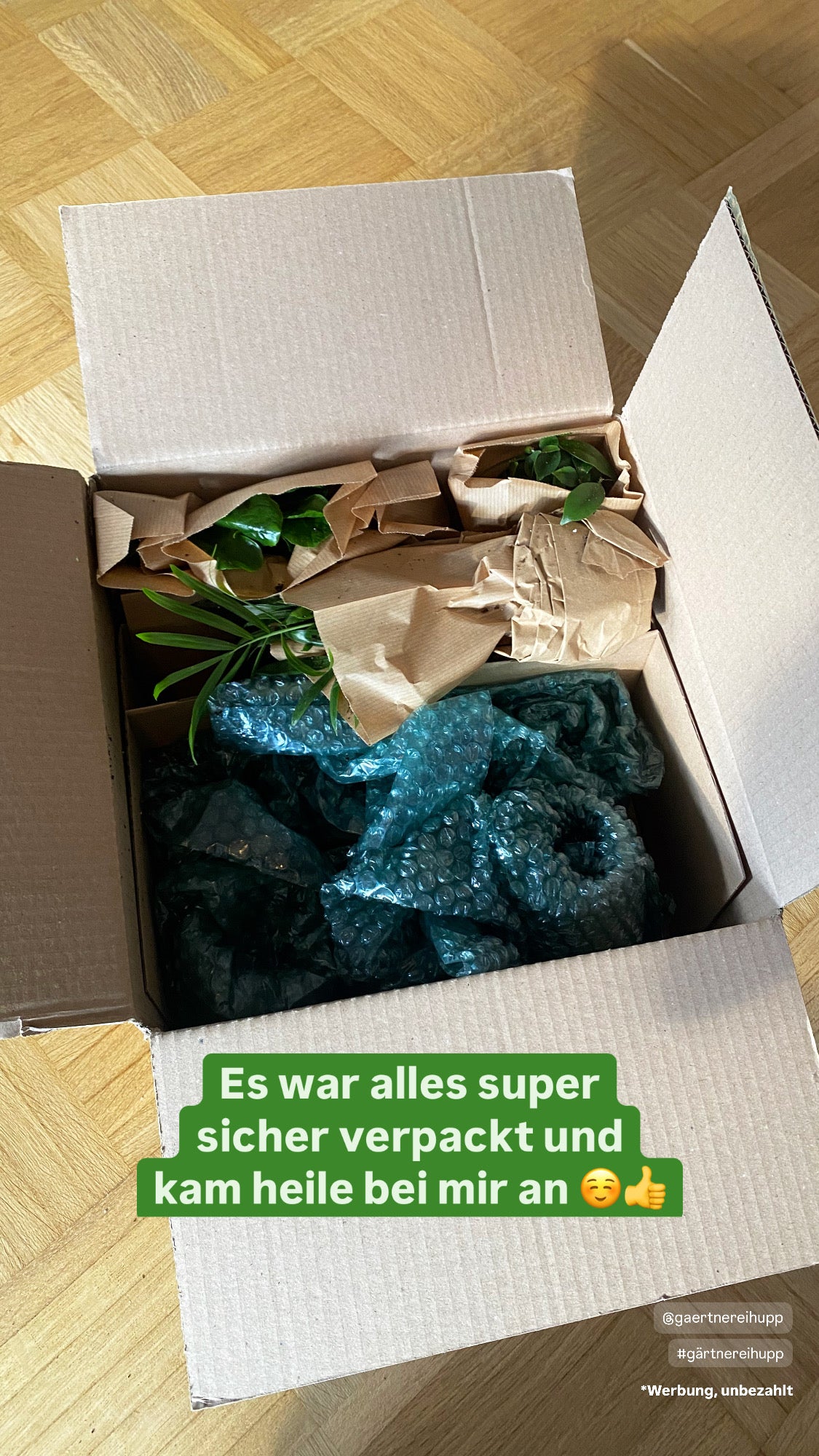 6er Set Minipflanze mit Übertöpfen taupe