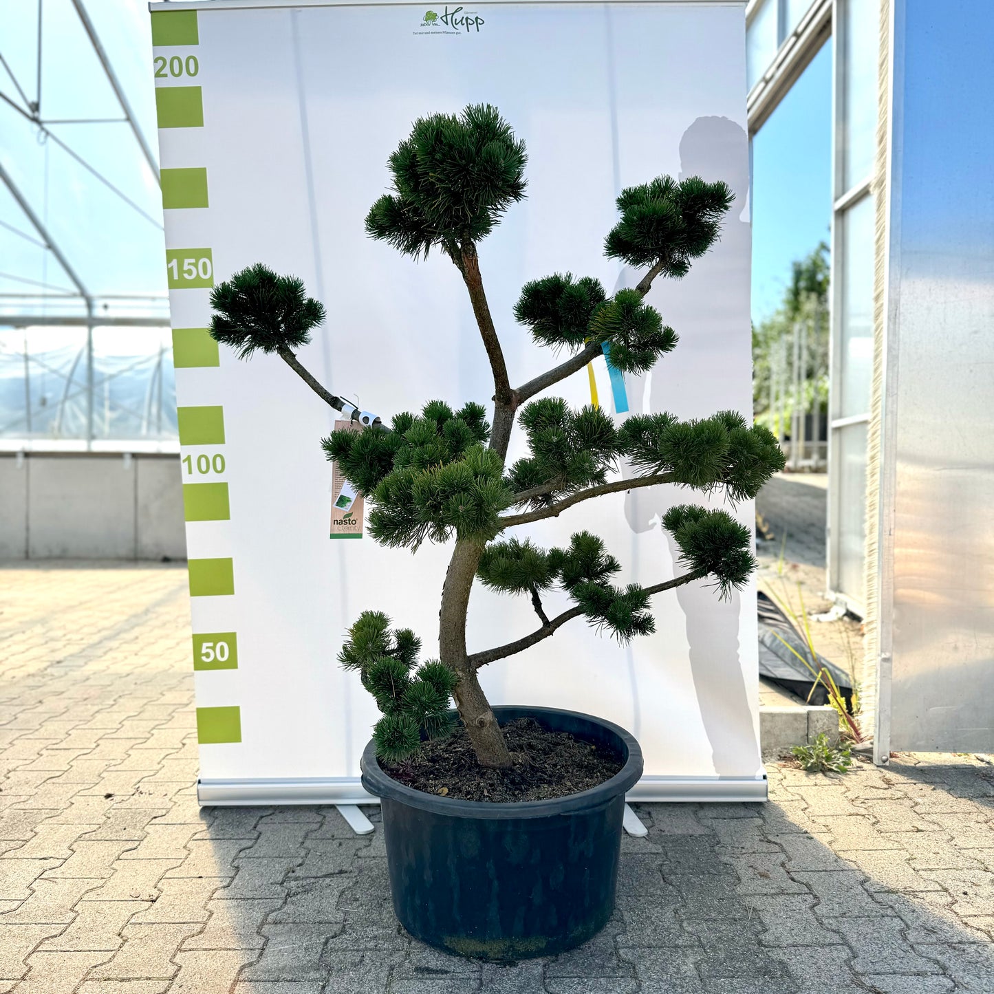 Bonsai Pinus mugo 'March' 12 Jahre Co.65L