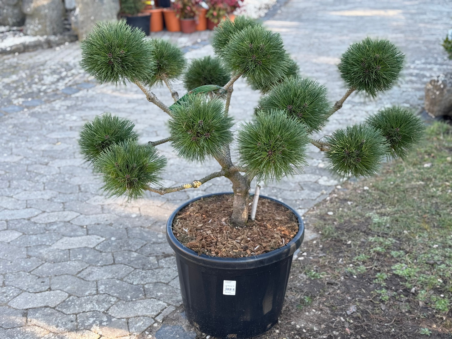 Pinus nigra 'Brepo'® Bonsai