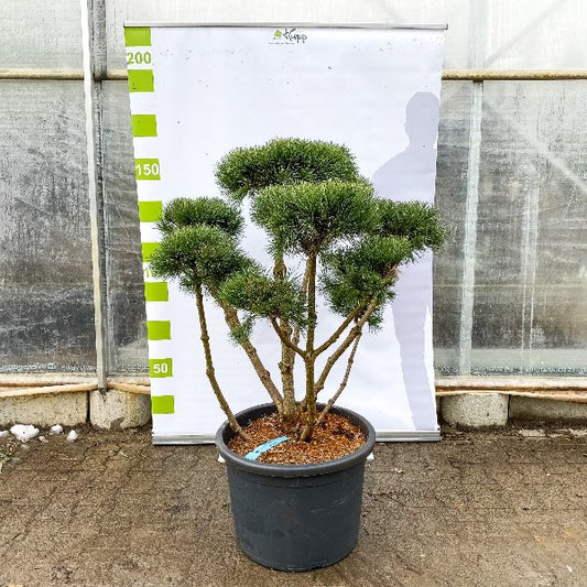 Bonsai Pinus sylvestris 'Watereri' Form