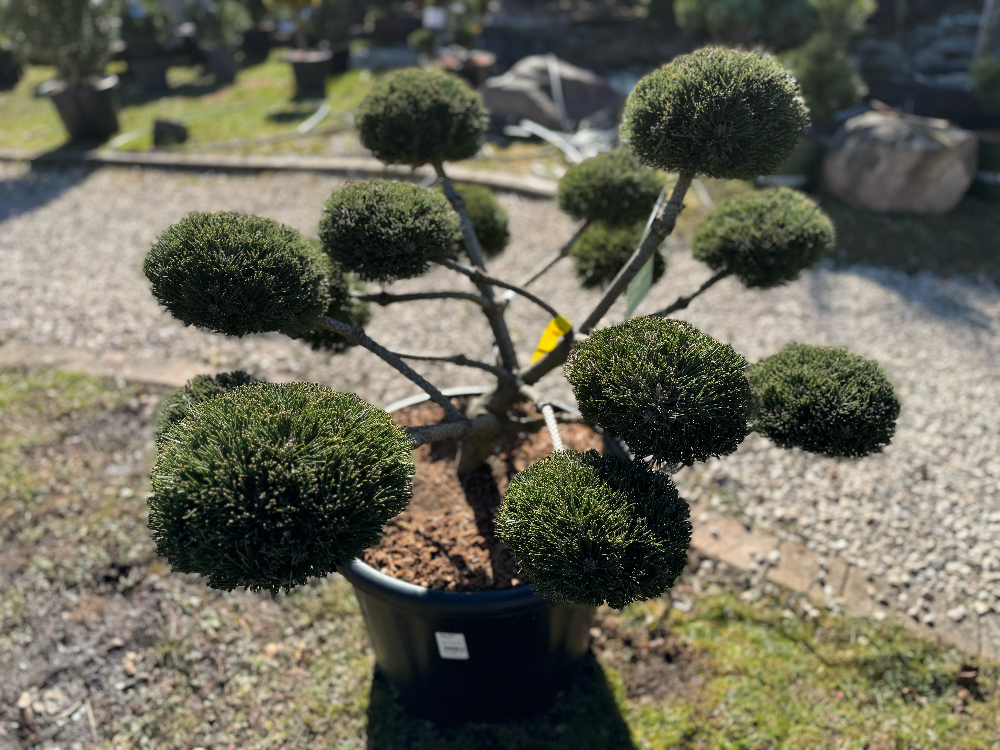 Pinus nigra 'Brepo'® Bonsai