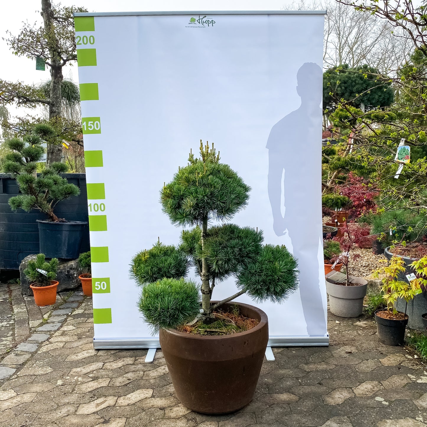 Pinus sylvestris 'Watereri' Bonsai