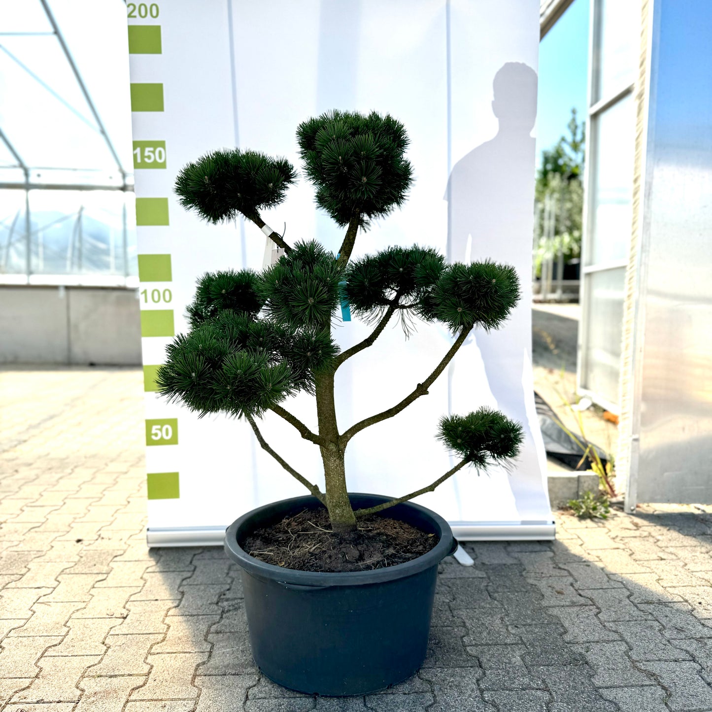 Bonsai Pinus uncinata 'La Cabana' Co. 65L