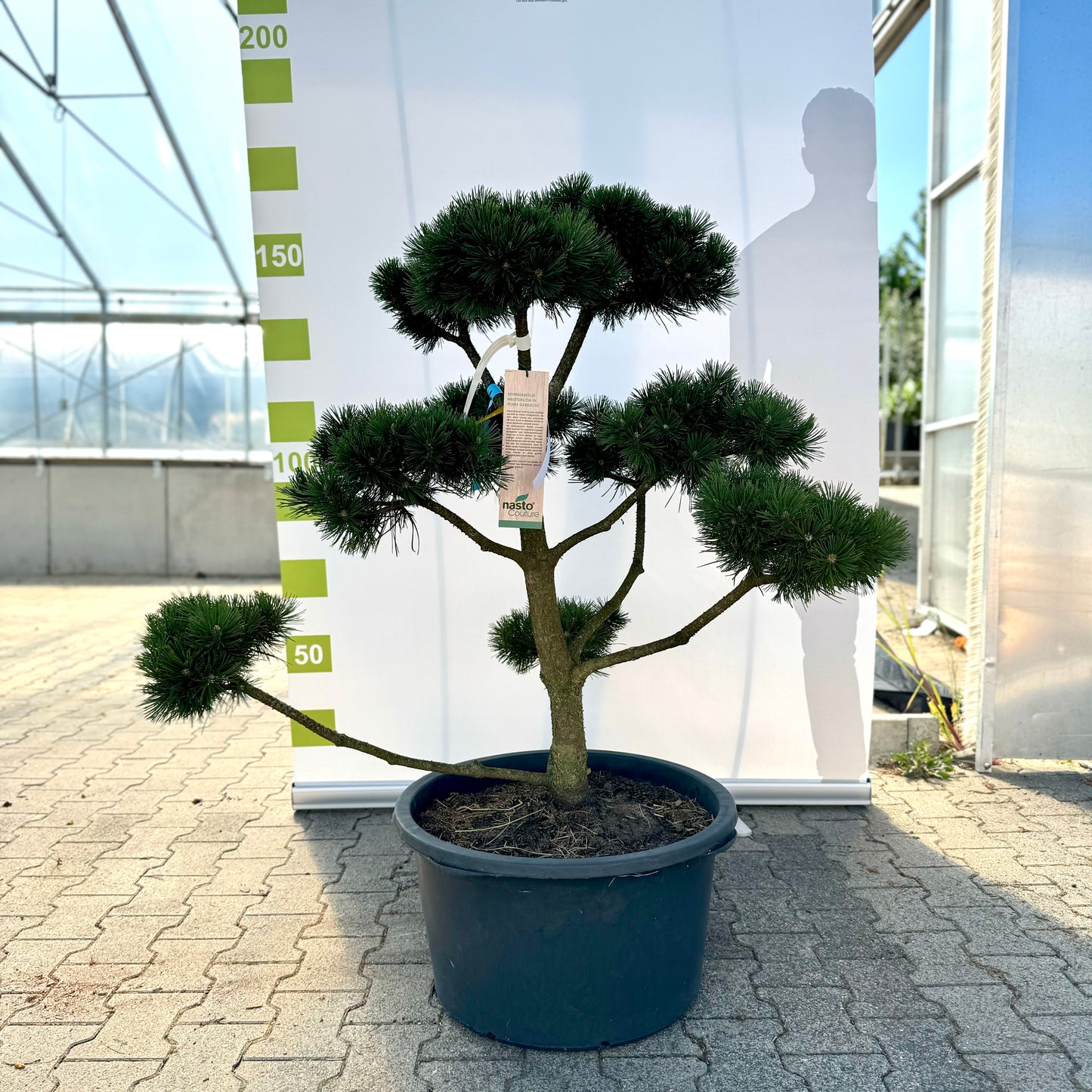 Bonsai Pinus uncinata 'La Cabana' Co. 65L