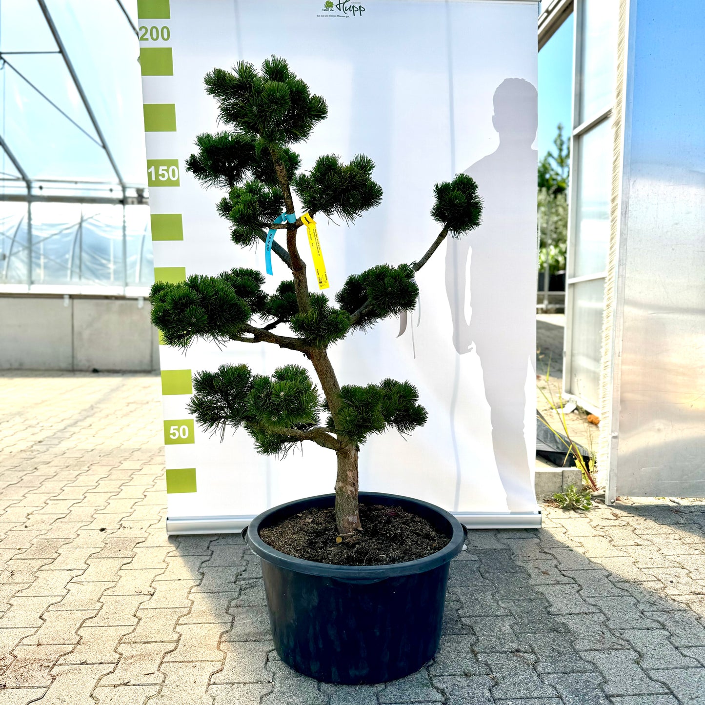Bonsai Pinus mugo 'March' 12 Jahre Co.65L