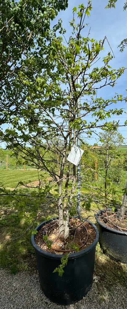 Liquidambar styr. fc 230 300/350 + tronc