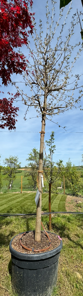 MORUS PLATANIFOLIA FRUITLESS CLT. 150 20