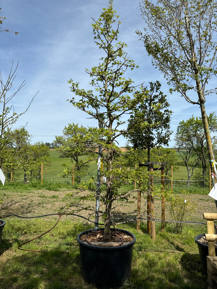 Liquidambar styr. fc 230 300/350