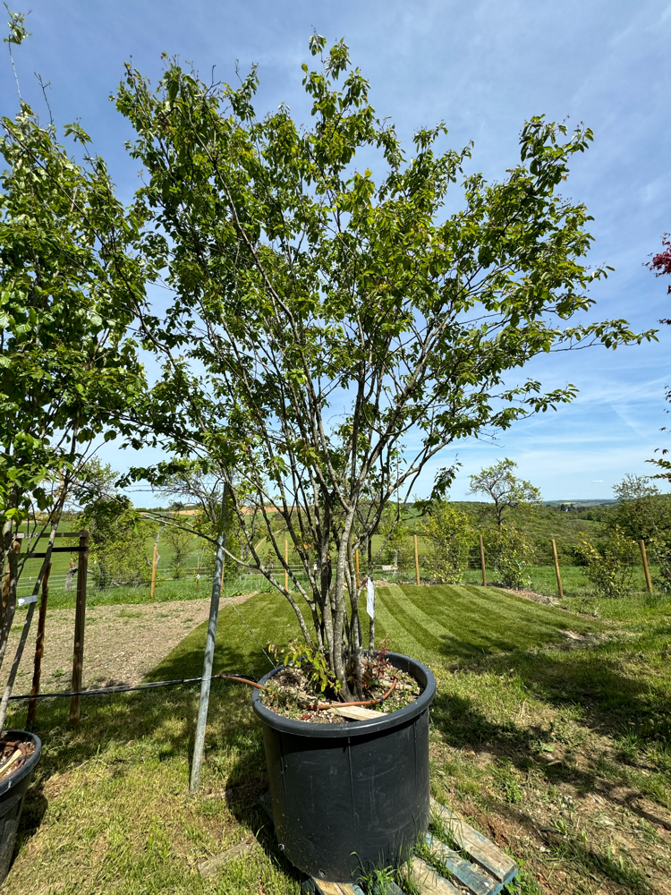Amelanchier lamarckii 250/300 fc