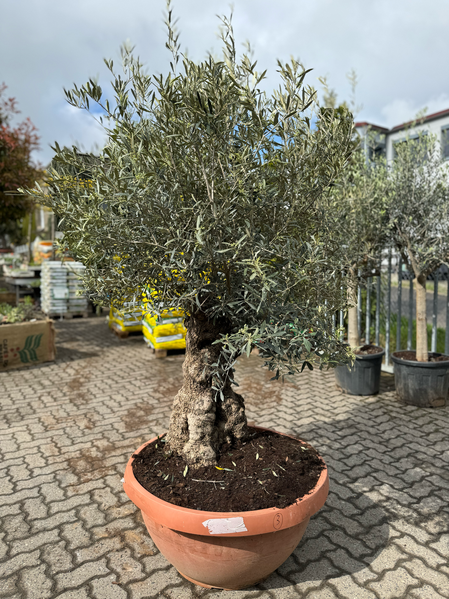 OLEA EUROPAEA TERRACOTA " PATA " 70/90 C