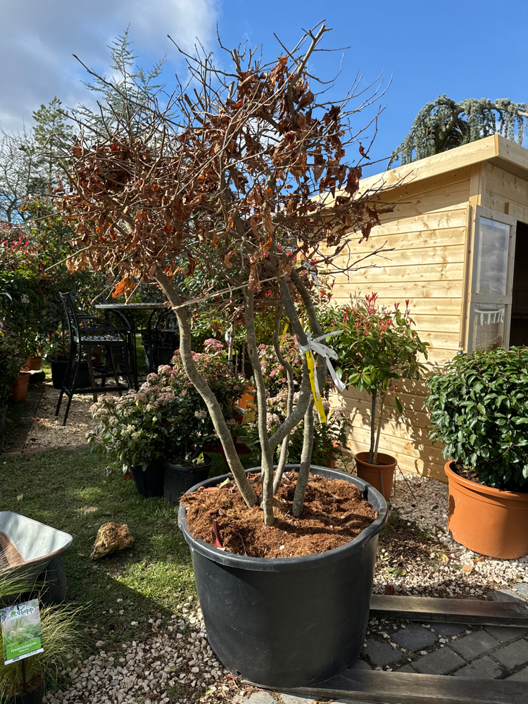 Parrotia persica fc Fungo