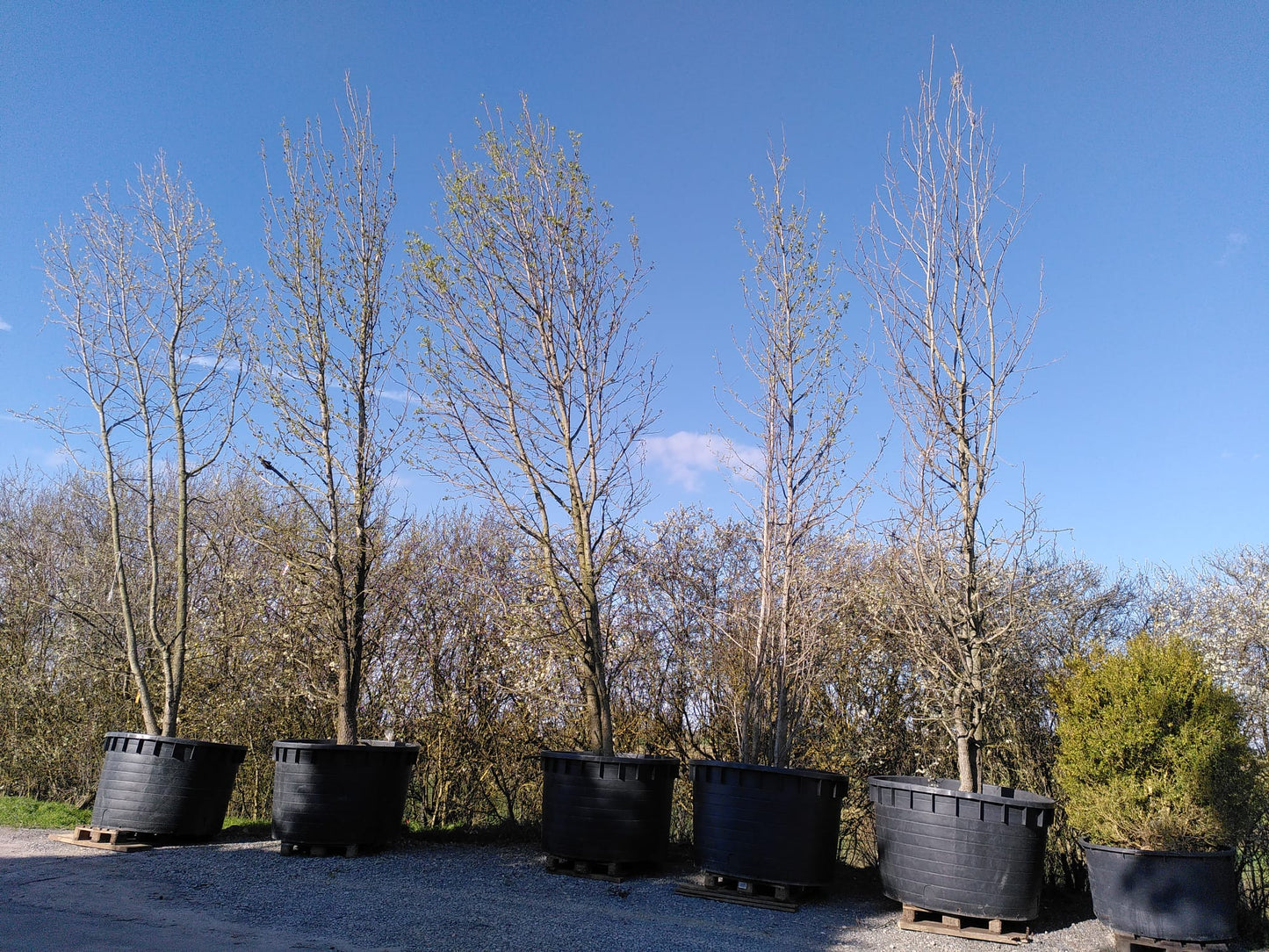 LIQUIDAMBAR STYRACIFLUA 550/600