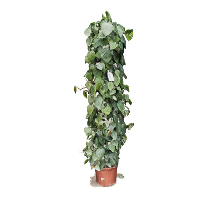 Philodendron scandens T31 H180