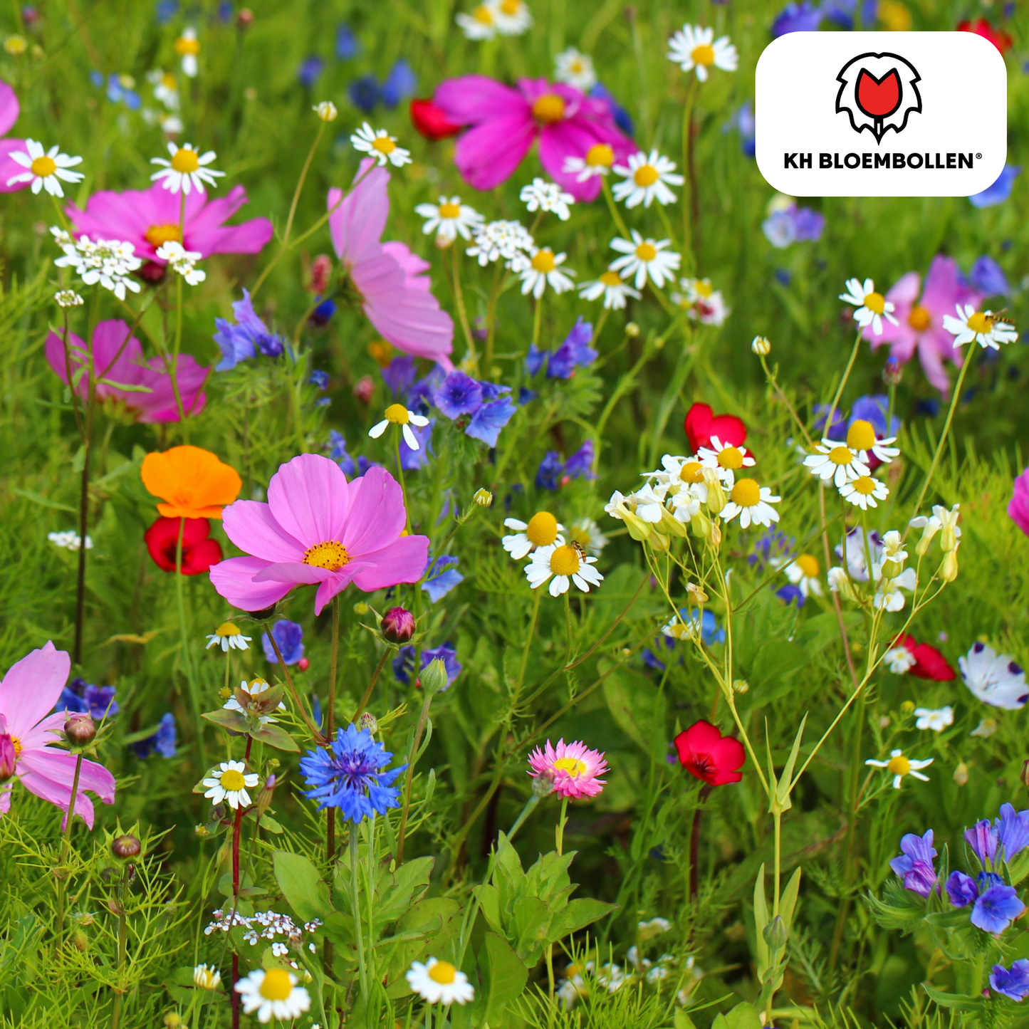 Wildblumenmischung 100g