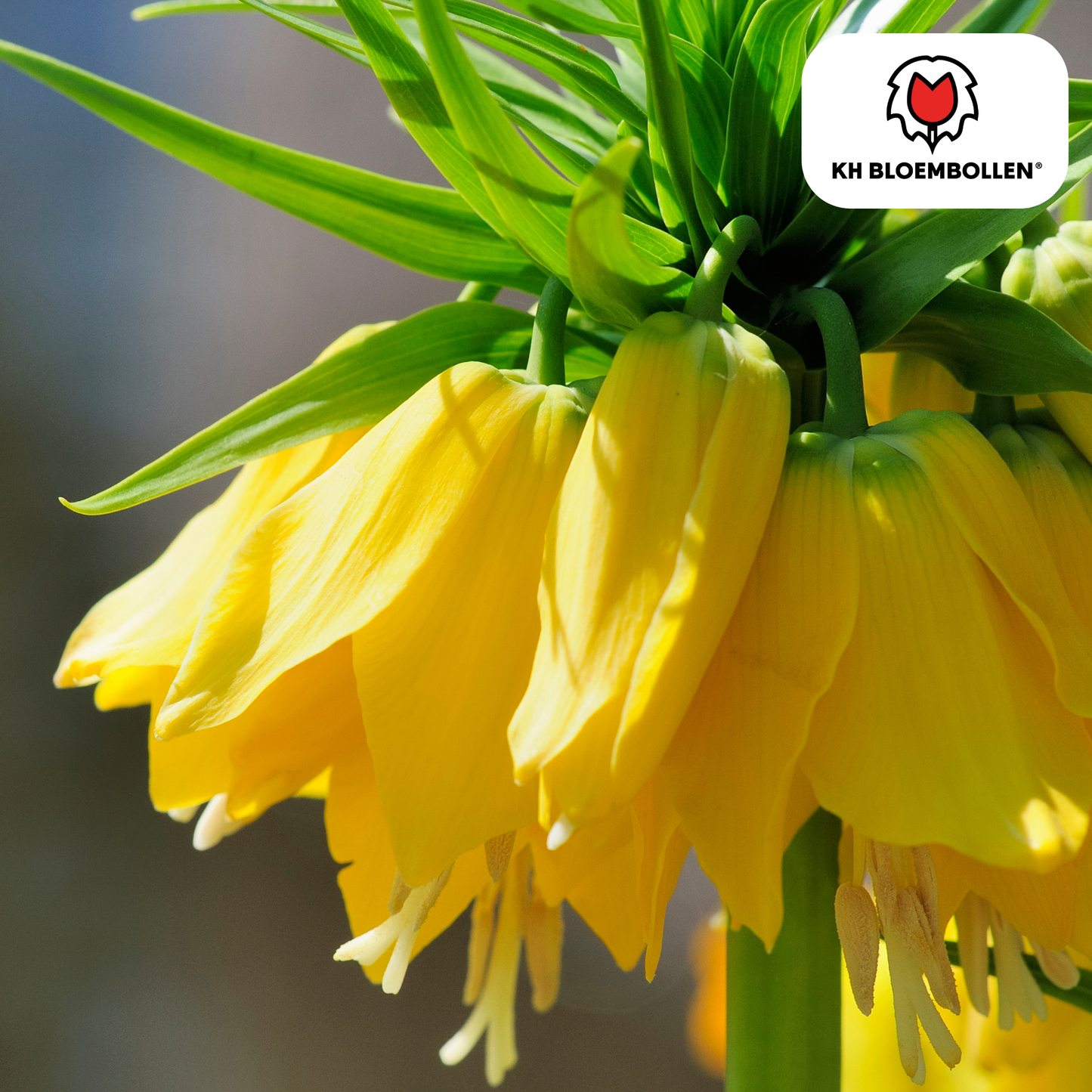 Fritillaria-Zwiebeln - Keizerskroon Lutea - 5 Stück