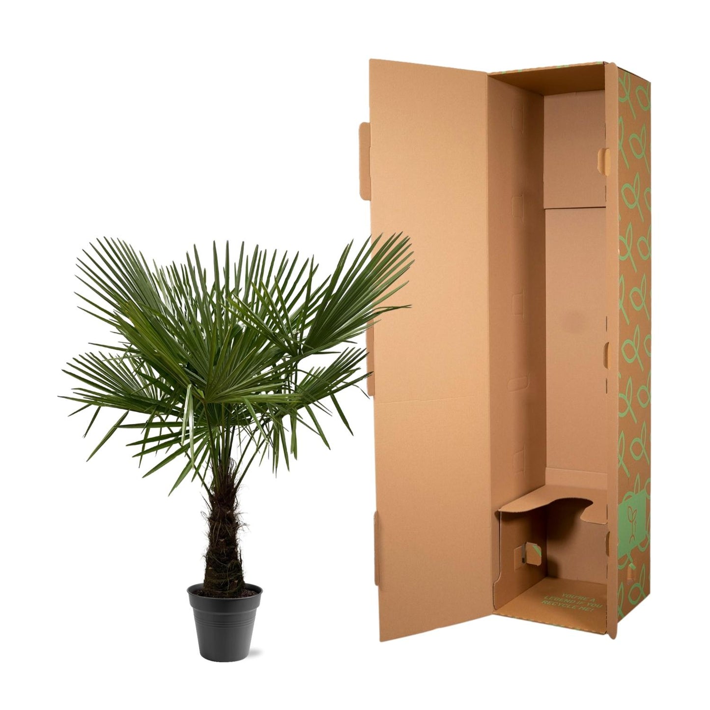 Hanfpalme - Trachycarpus Fortuneii - 160-180cm - Ø30