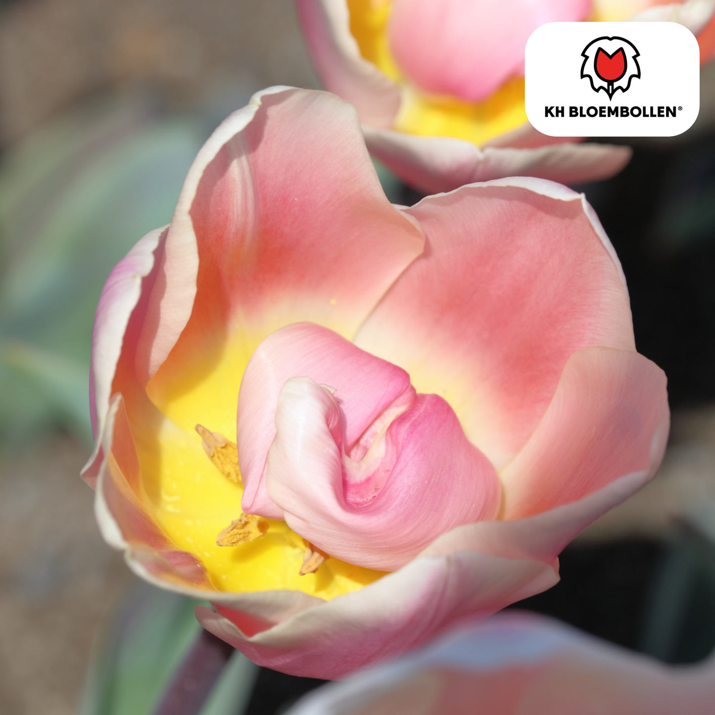 Tulpen-Zwiebeln - Apricot Delight – 20 Stück