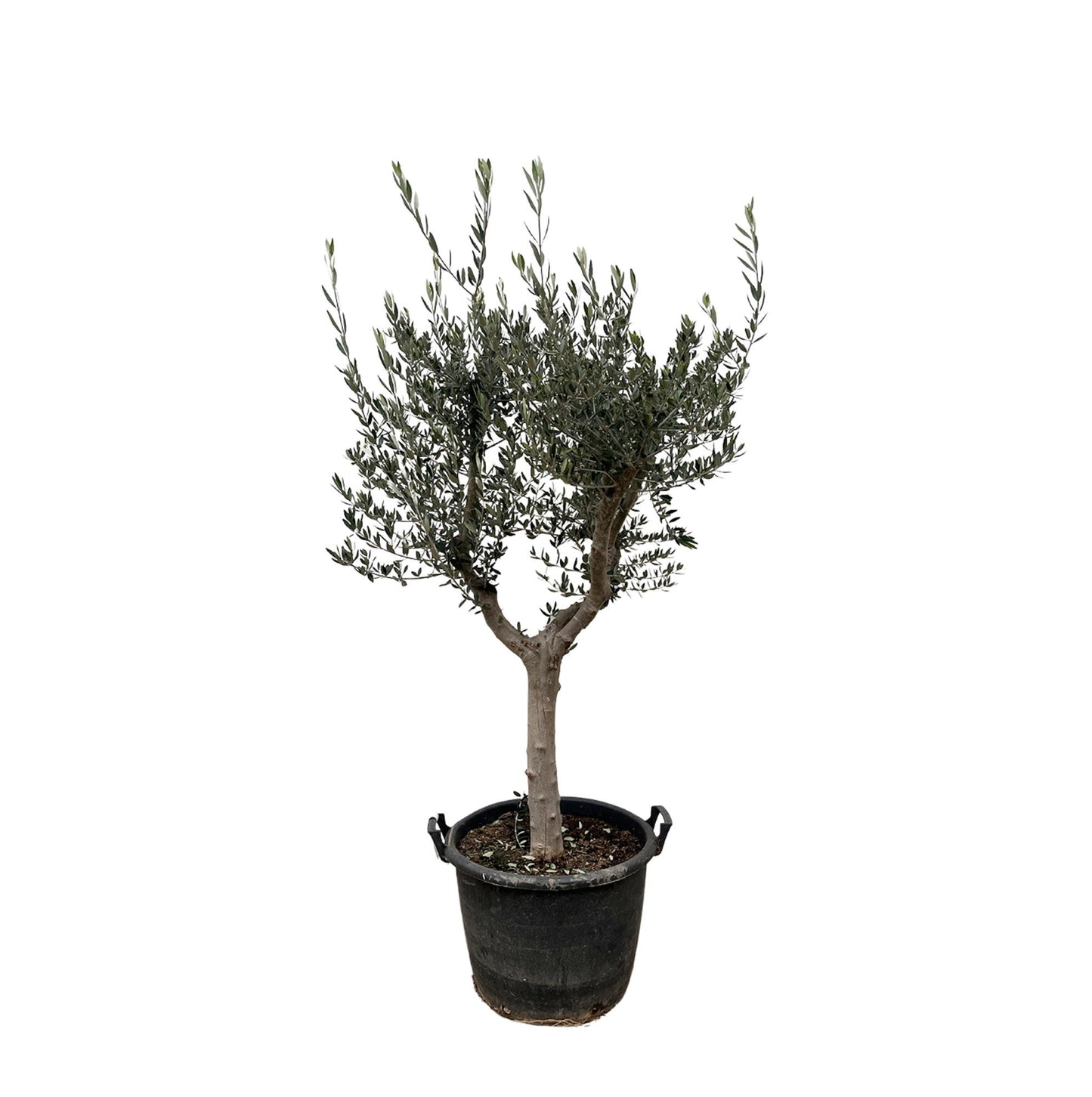 Olivenbaun - Olea Europaea Cultivo - 220cm- Ø40