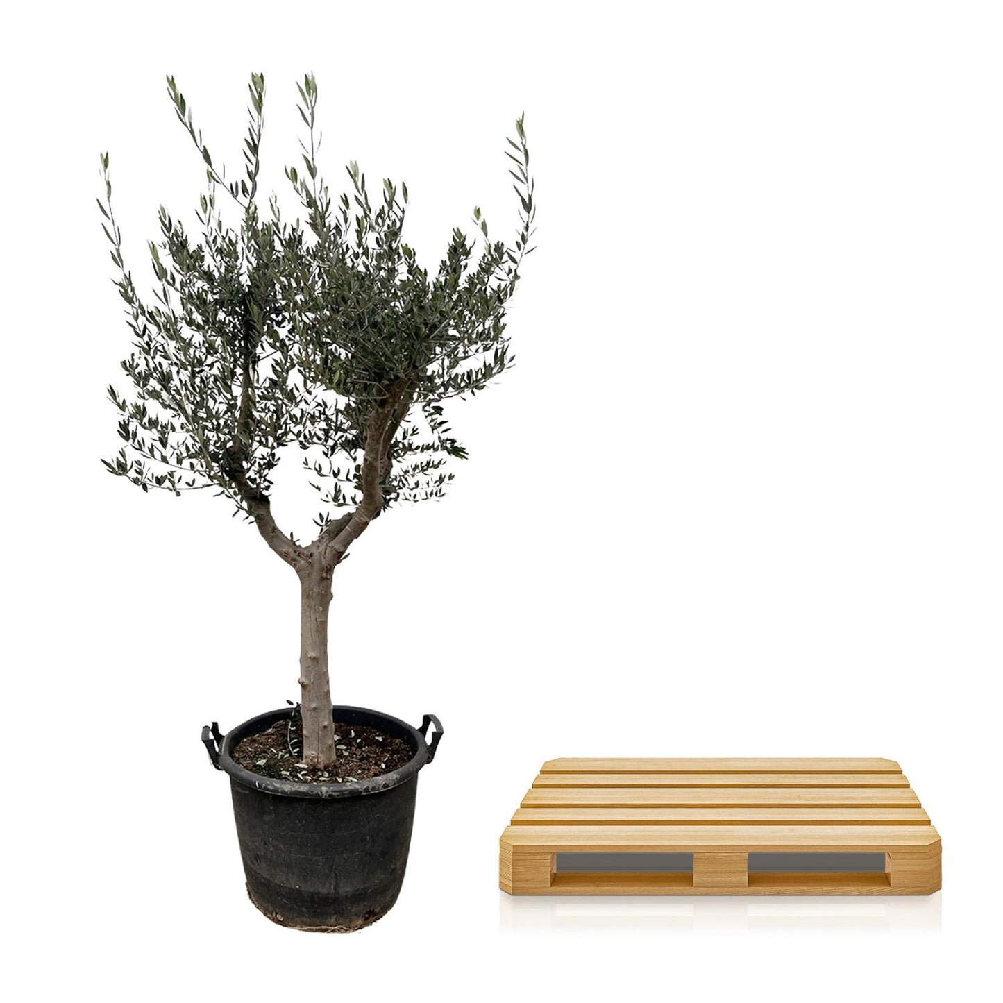 Olivenbaun - Olea Europaea Cultivo - 220cm- Ø40