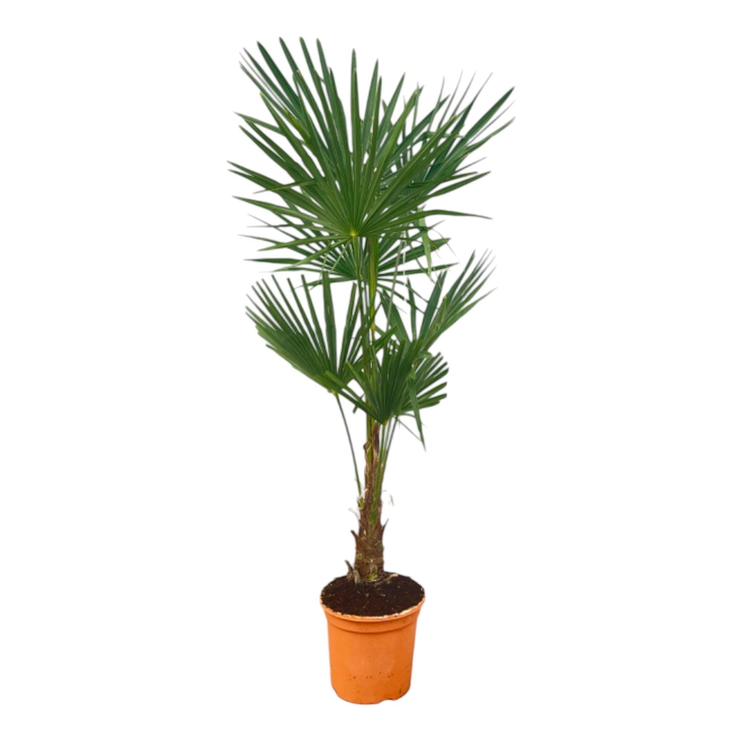Hanfpalme - Trachycarpus Fortuneii - 120-140cm - Ø27