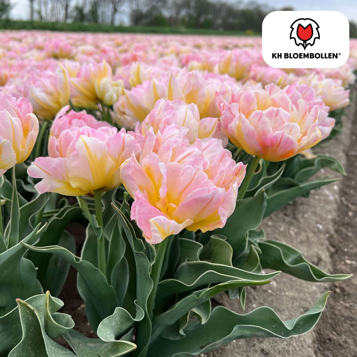 Tulpen-Zwiebeln - Password – 20 Stück
