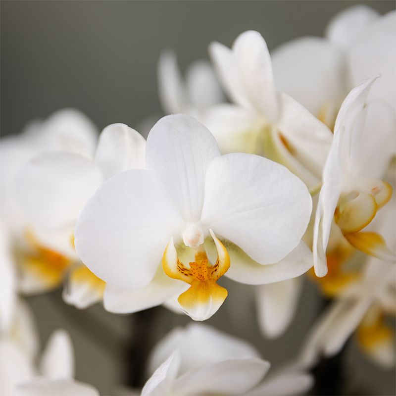 Pflanzengeschenk "Viel Glück" | Lausanne-Orchidee mit Topf, Karte & Geschenktasche