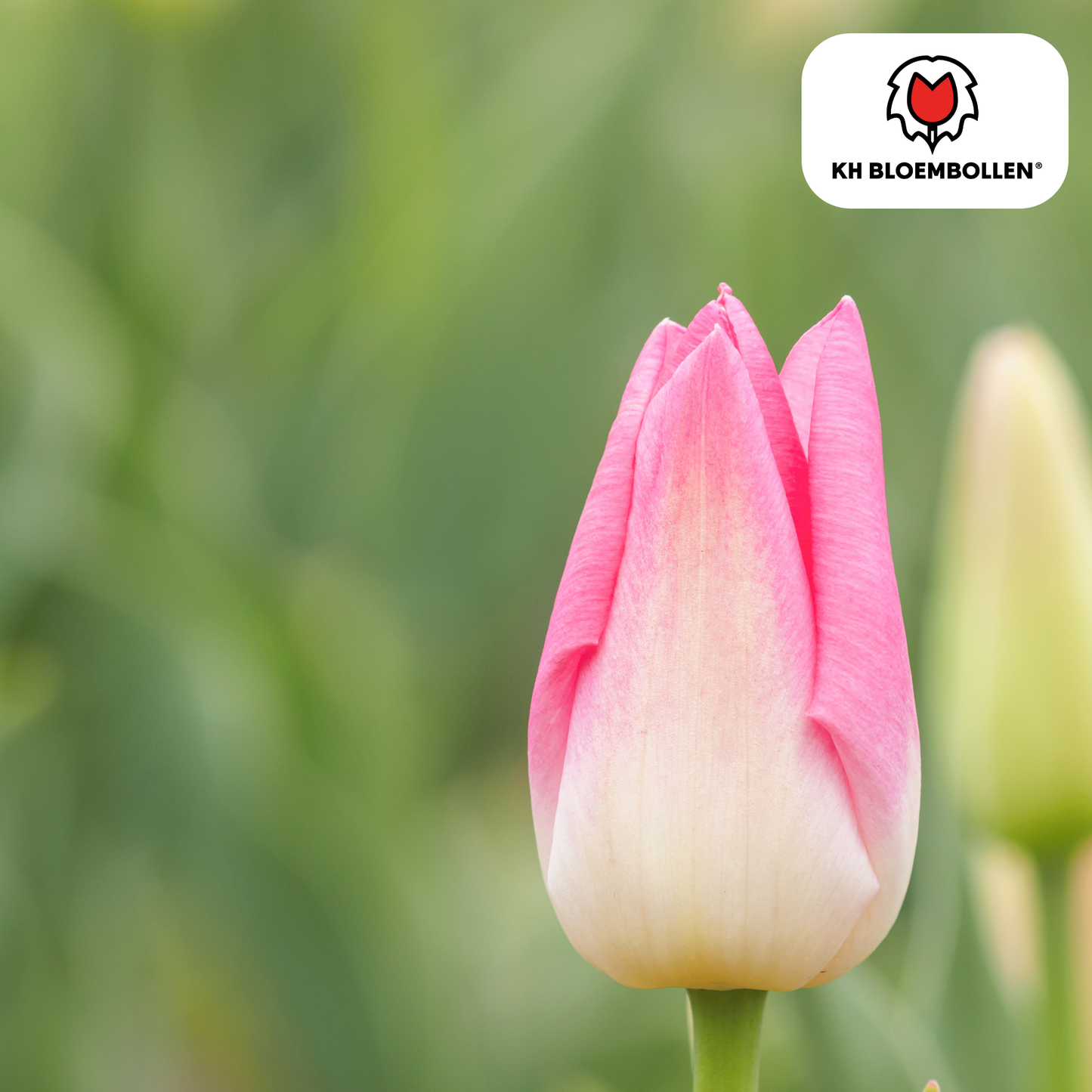 Tulpen-Zwiebeln - Dynasty – 20 Stück