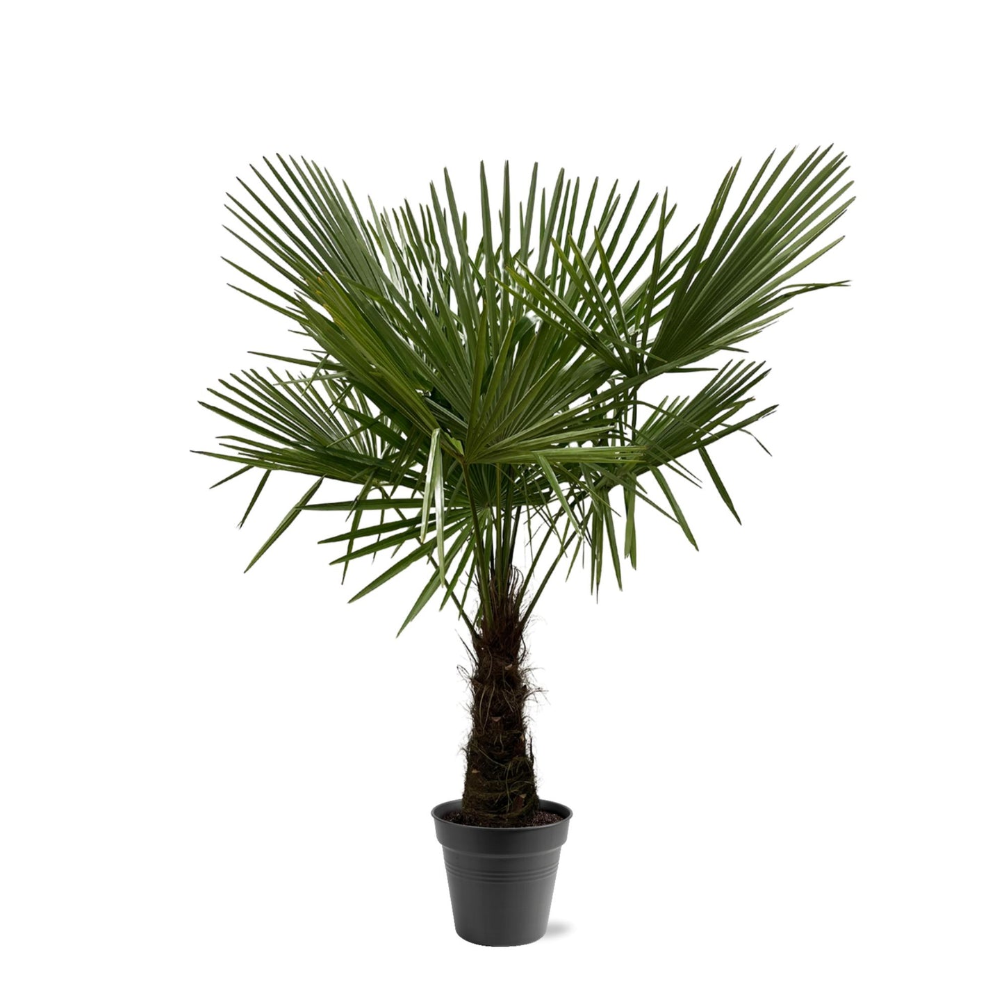 Hanfpalme - Trachycarpus Fortuneii - 160-180cm - Ø30