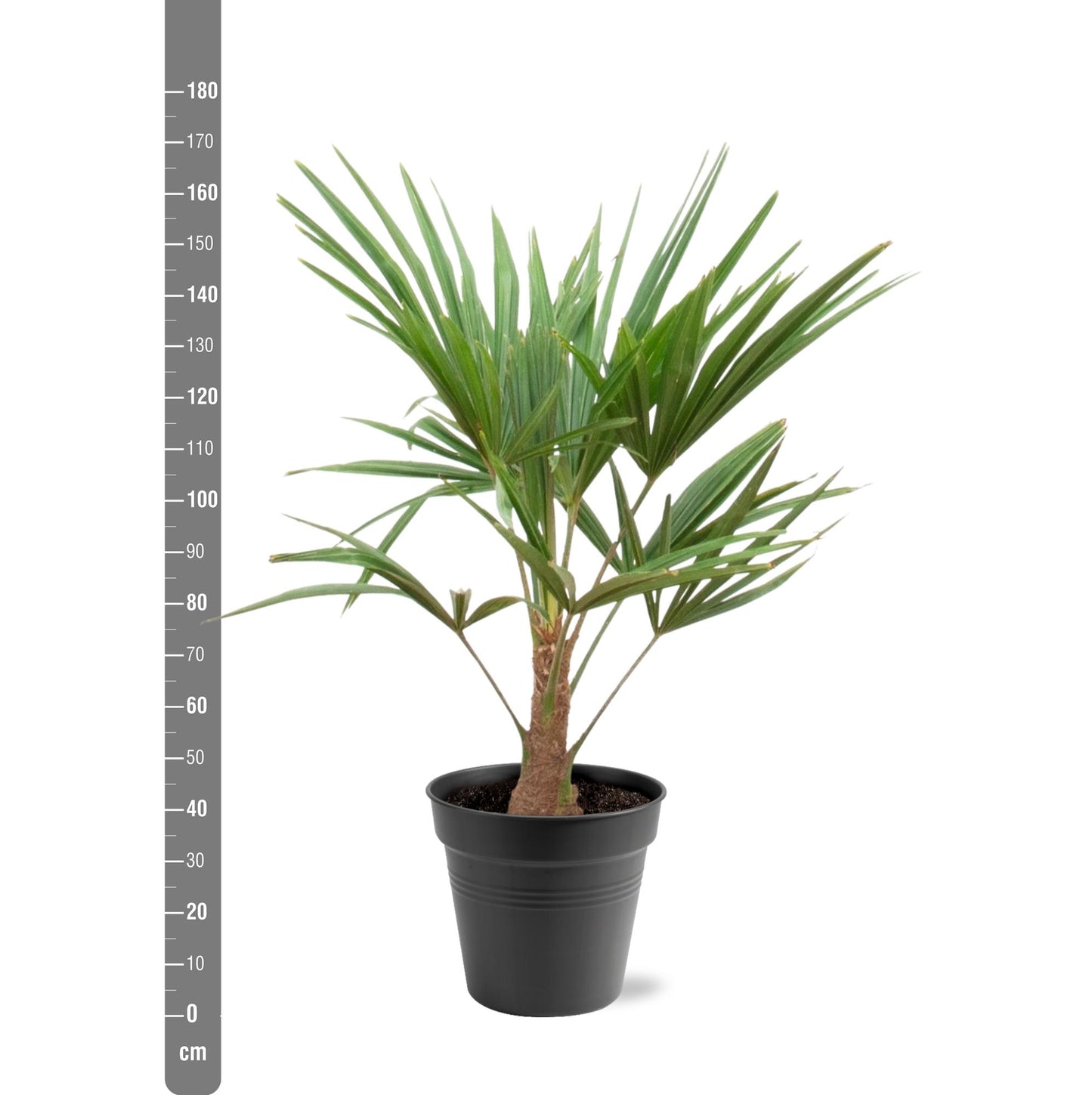 Hanfpalme - Trachycarpus Fortunei - 90-100cm - Ø21
