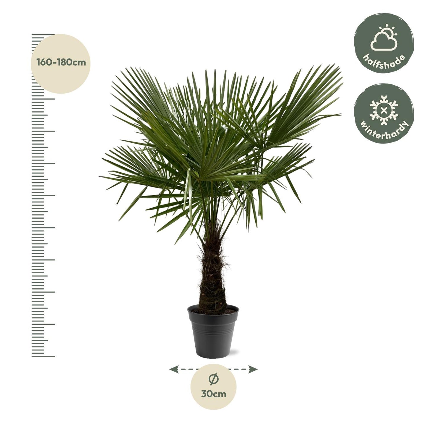 Hanfpalme - Trachycarpus Fortuneii - 160-180cm - Ø30