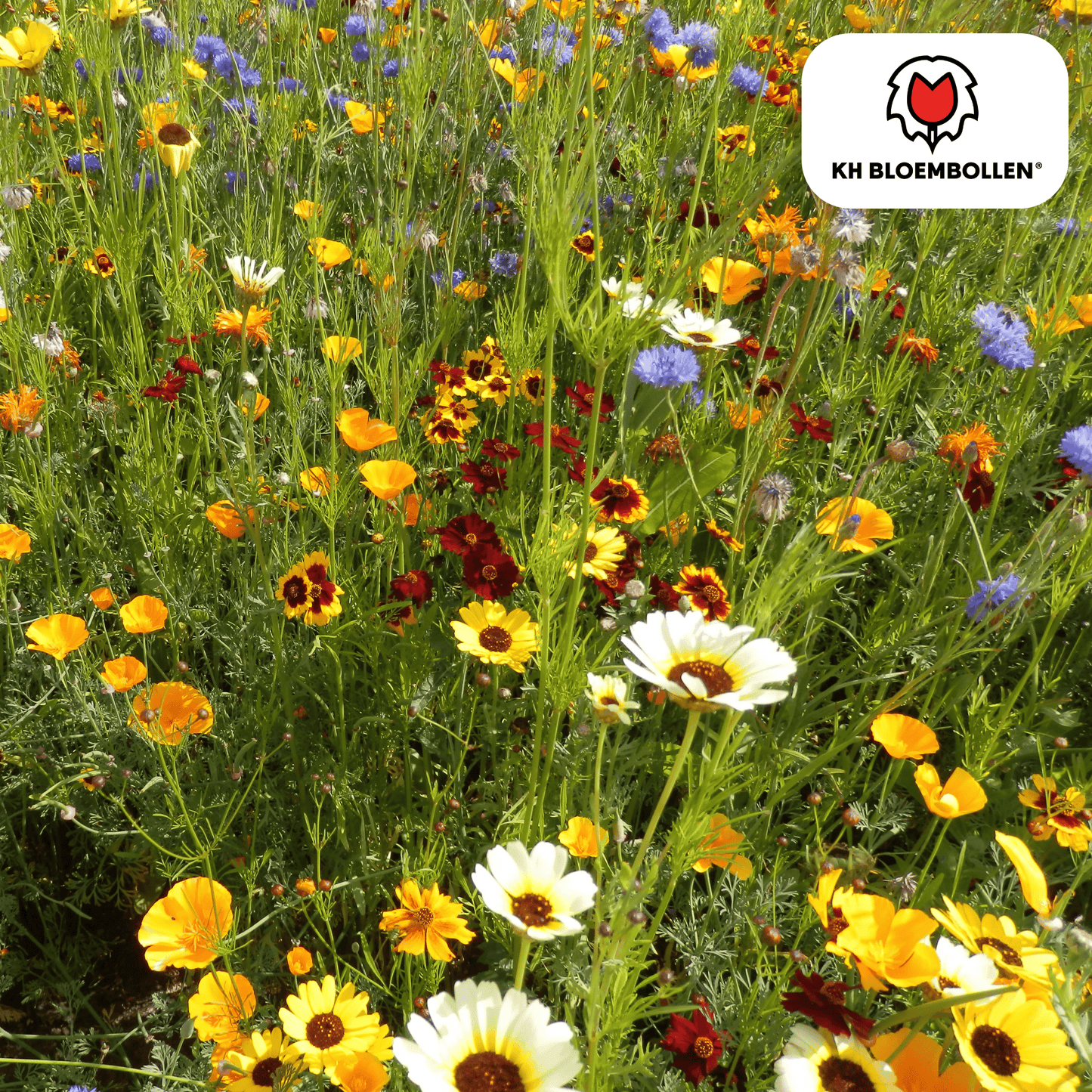 Wildblumenmischung 100g