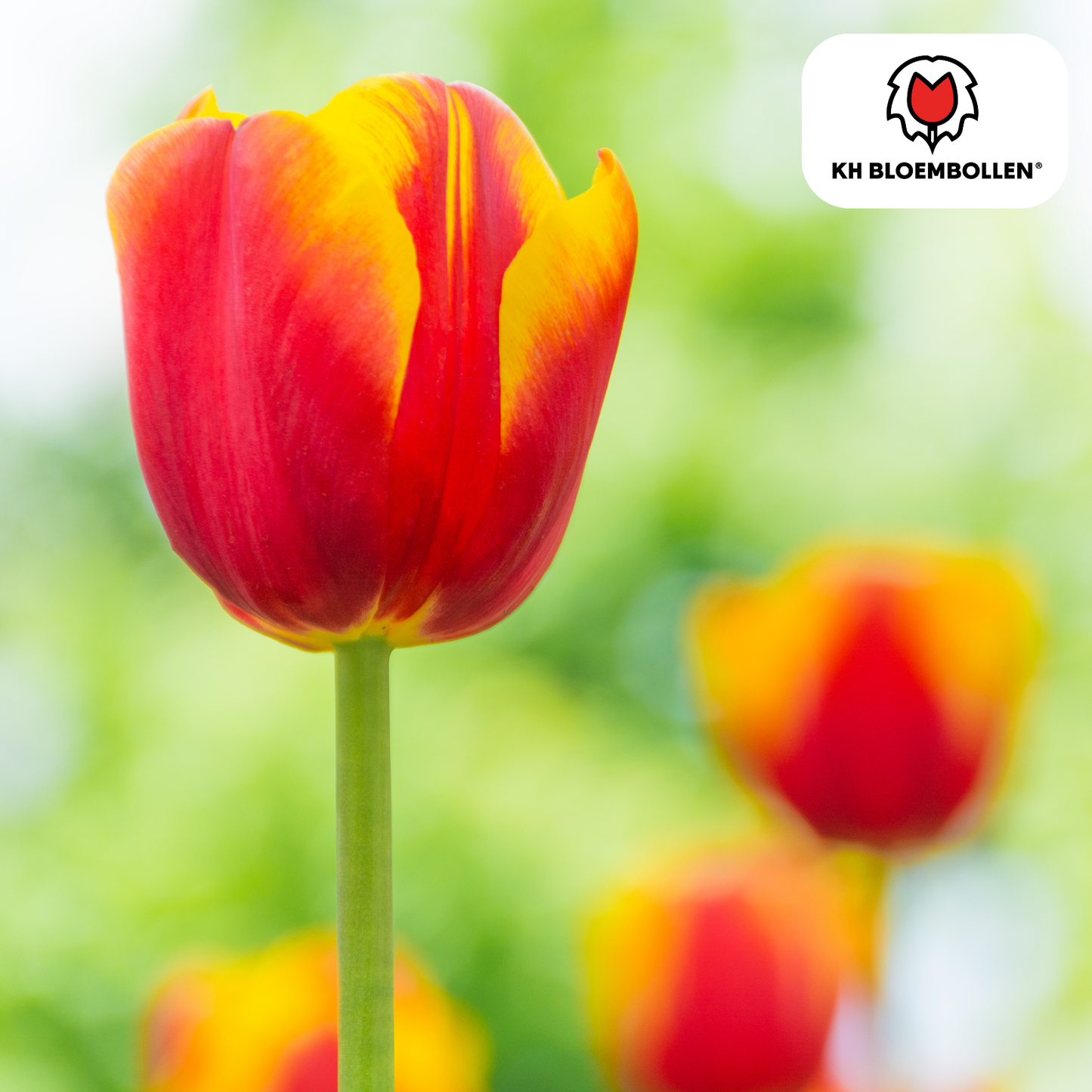 Tulpen-Zwiebeln - Dow Jones – 20 Stück