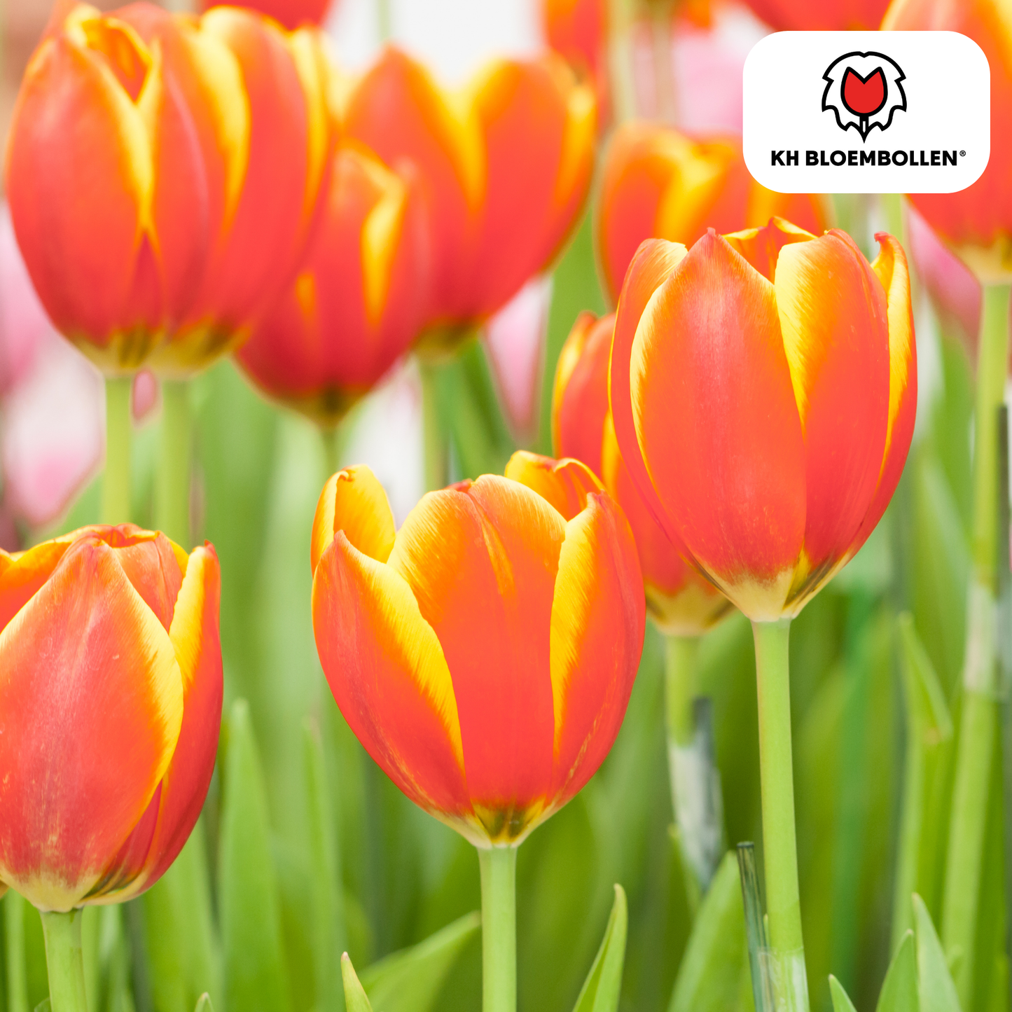 Tulpen-Zwiebeln - Dow Jones – 20 Stück