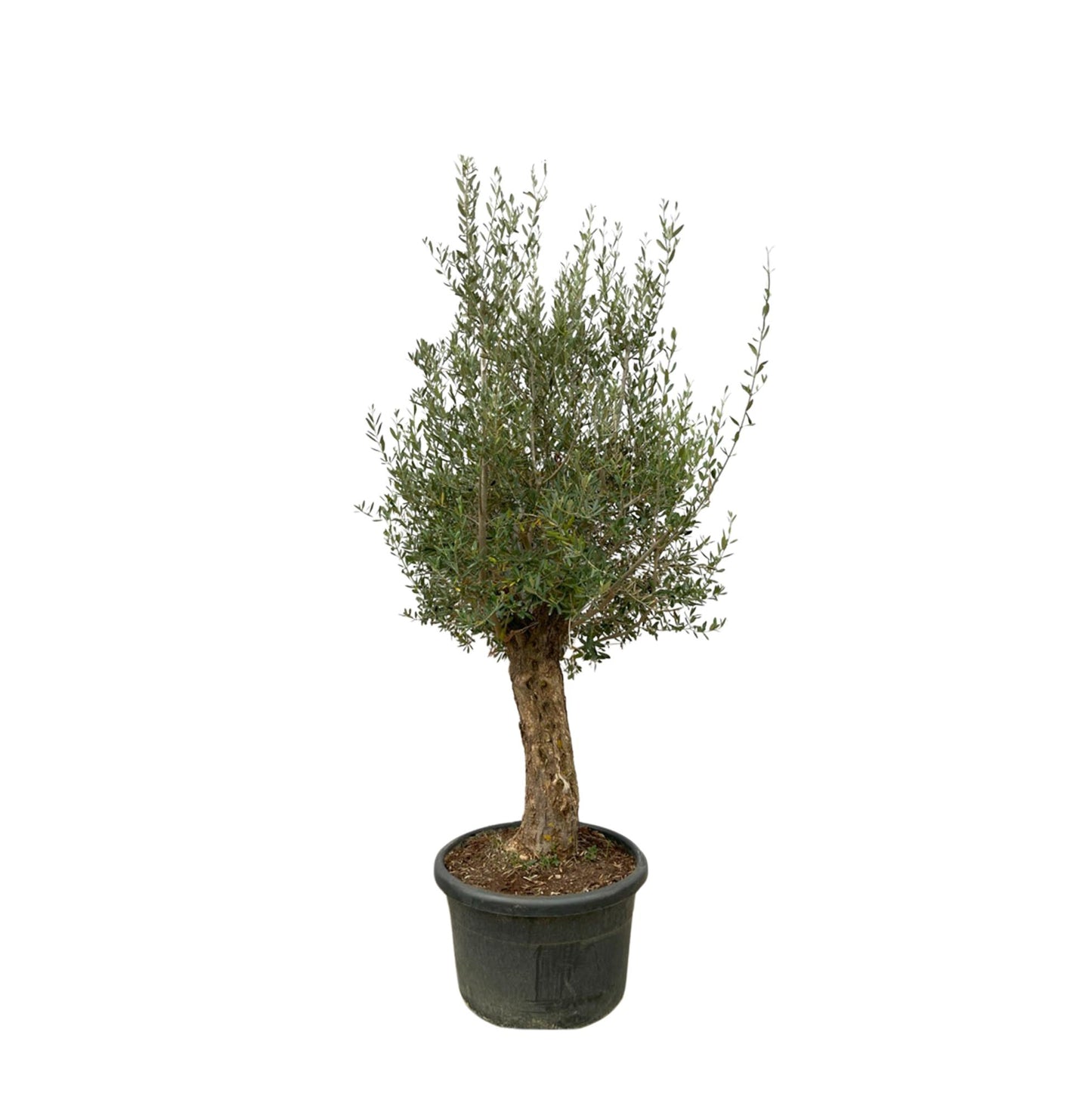 Oliven Bonsai - OLEA EUROPAEA ca. 230cm Ø65