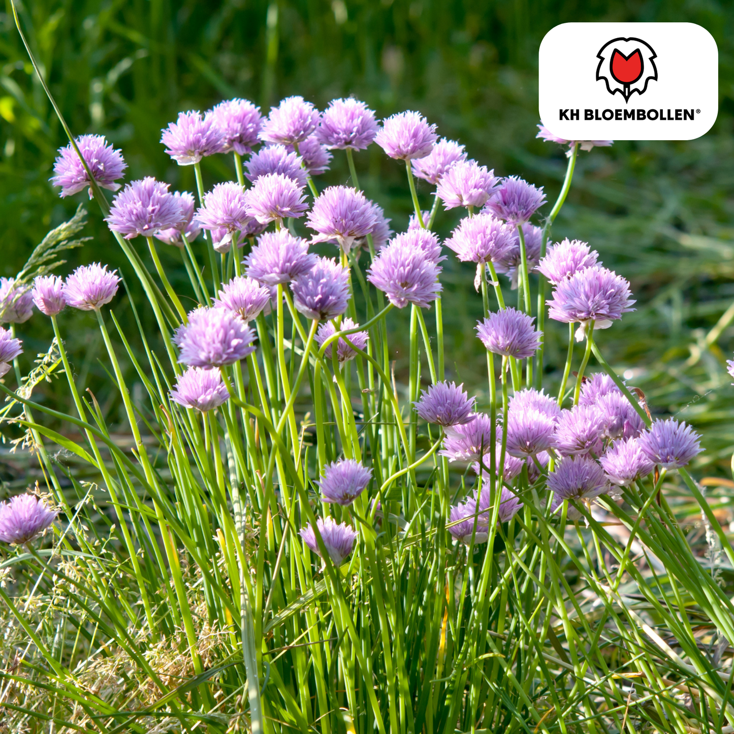 Allium-Zwiebeln - carolinianum - 15 Stück