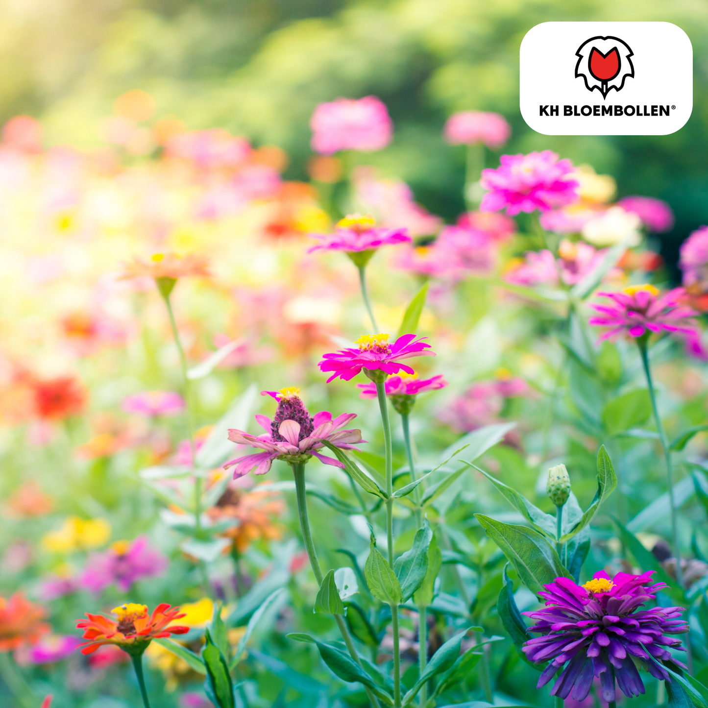 Wildblumenmischung 100g