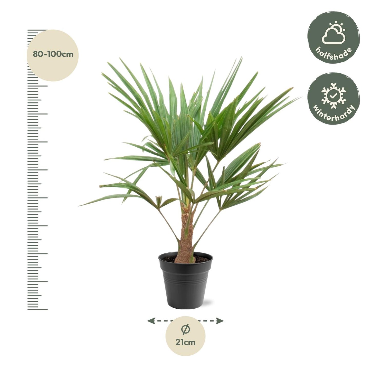 Hanfpalme - Trachycarpus Fortunei - 90-100cm - Ø21