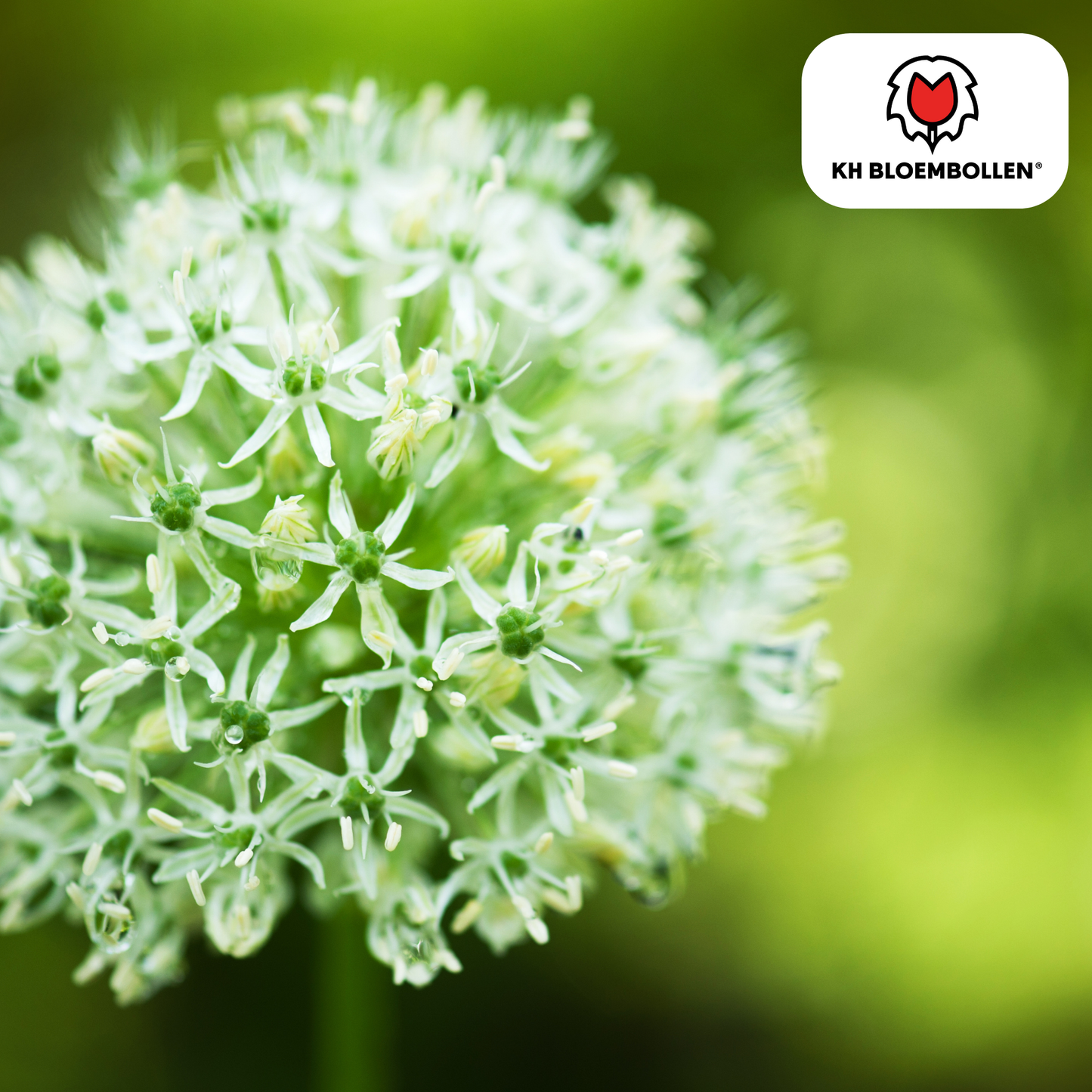 Allium-Zwiebeln - White Giant - 5 Stück