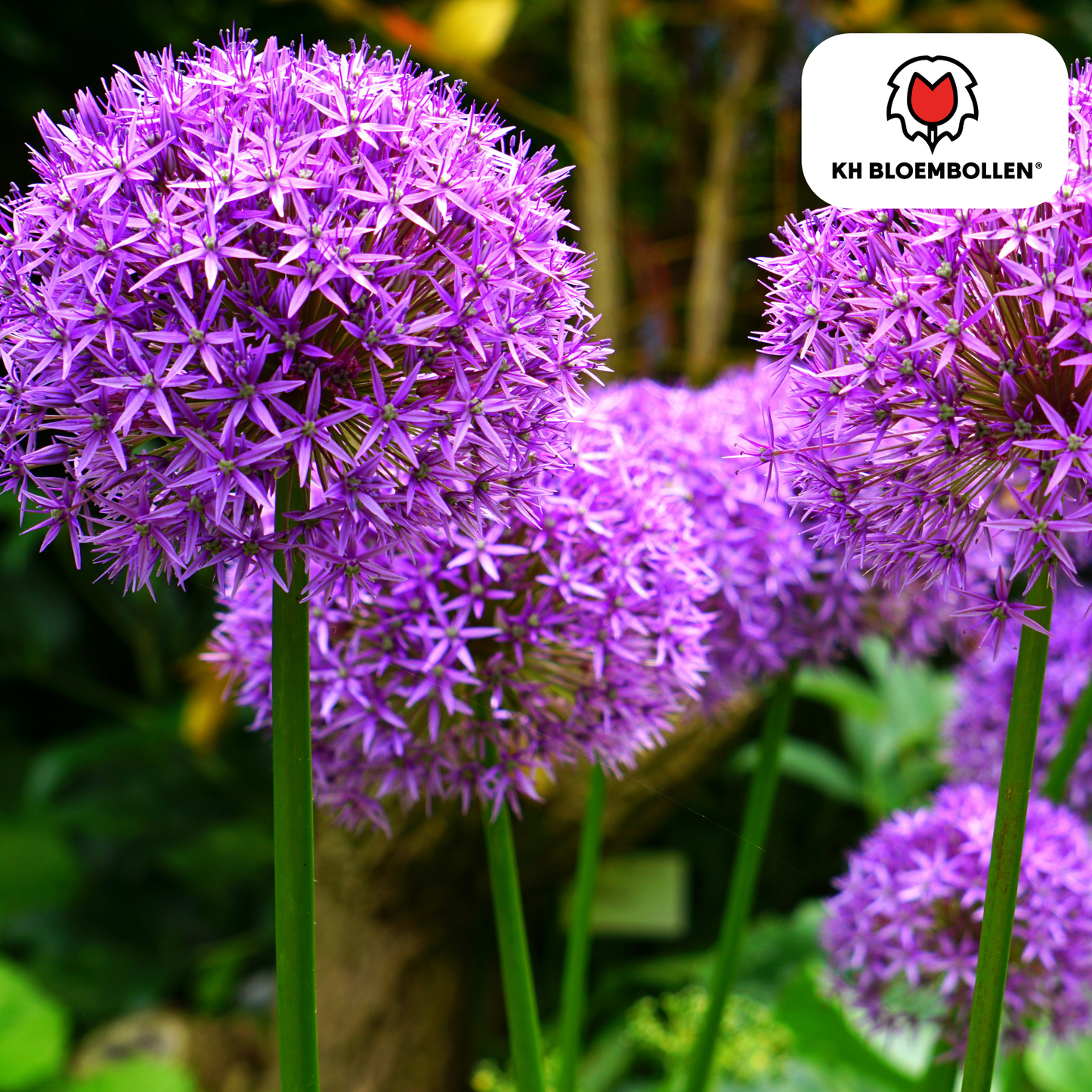 Allium-Zwiebeln - Globemaster - 5 Stück