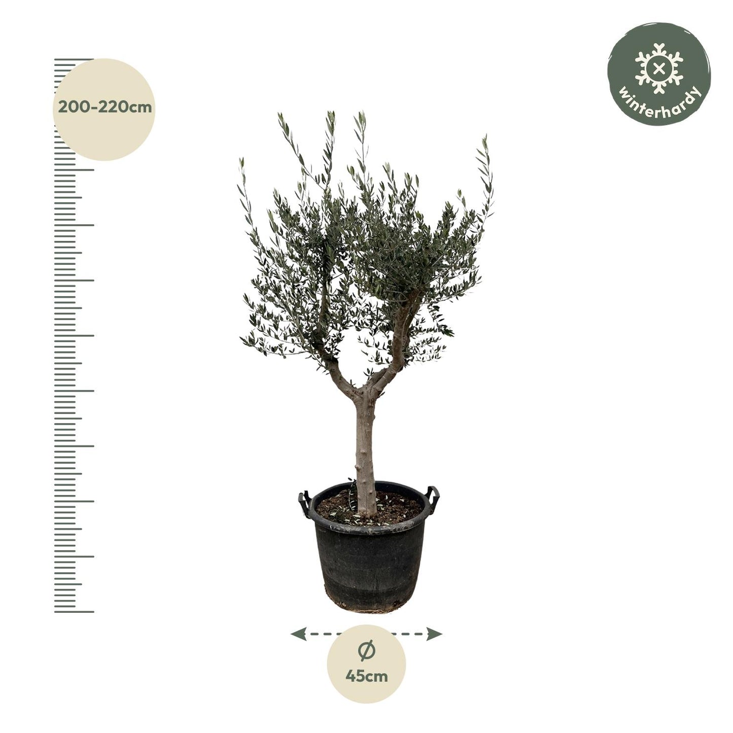 Olivenbaun - Olea Europaea Cultivo - 220cm- Ø40